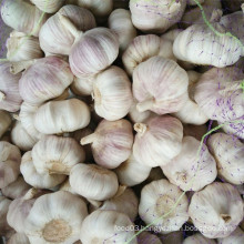 Fresh Normal White Garlic with Purple Skin